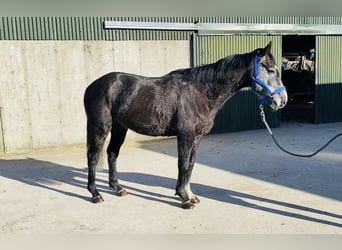 Cavallo sportivo irlandese, Castrone, 6 Anni, 158 cm, Leardo