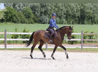 Cavallo sportivo irlandese, Castrone, 6 Anni, 160 cm, Baio
