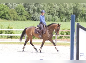 Cavallo sportivo irlandese, Castrone, 6 Anni, 160 cm, Baio