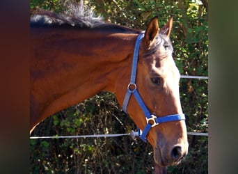 Cavallo sportivo irlandese, Castrone, 6 Anni, 160 cm, Baio