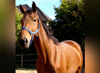 Cavallo sportivo irlandese, Castrone, 6 Anni, 160 cm, Baio