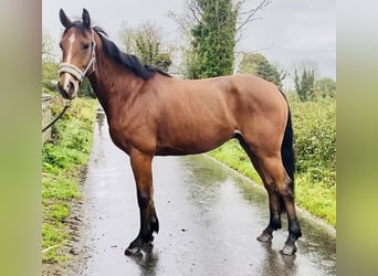 Cavallo sportivo irlandese, Castrone, 6 Anni, 160 cm, Baio chiaro
