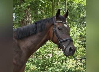 Cavallo sportivo irlandese Mix, Castrone, 6 Anni, 160 cm, Baio scuro