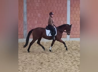 Cavallo sportivo irlandese, Castrone, 6 Anni, 162 cm, Baio