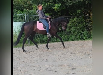 Cavallo sportivo irlandese, Castrone, 6 Anni, 162 cm, Baio nero