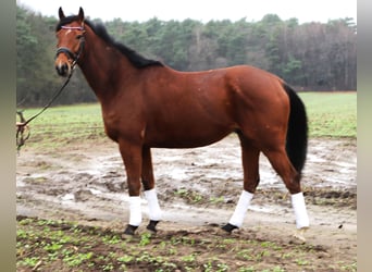 Cavallo sportivo irlandese Mix, Castrone, 6 Anni, 164 cm, Baio