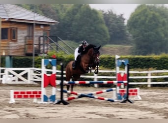 Cavallo sportivo irlandese, Castrone, 6 Anni, 164 cm, Baio ciliegia