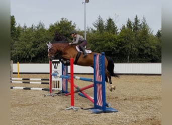 Cavallo sportivo irlandese, Castrone, 6 Anni, 164 cm, Baio ciliegia