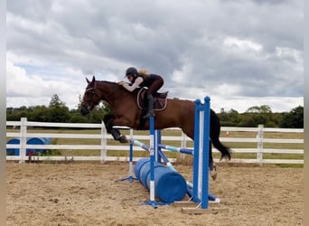 Cavallo sportivo irlandese, Castrone, 6 Anni, 164 cm, Baio ciliegia