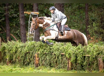 Cavallo sportivo irlandese, Castrone, 6 Anni, 164 cm, Pezzato