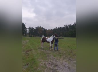 Cavallo sportivo irlandese, Castrone, 6 Anni, 164 cm, Pezzato