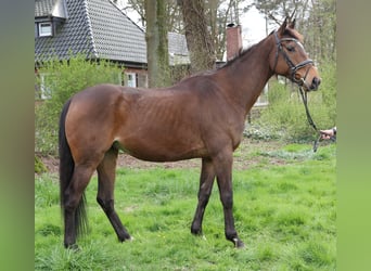 Cavallo sportivo irlandese, Castrone, 6 Anni, 165 cm, Baio