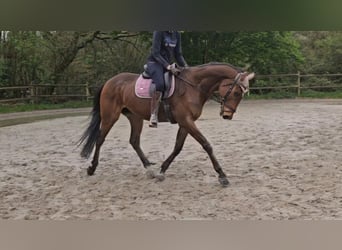 Cavallo sportivo irlandese, Castrone, 6 Anni, 165 cm, Baio