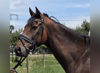 Cavallo sportivo irlandese Mix, Castrone, 6 Anni, 165 cm, Baio