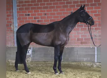 Cavallo sportivo irlandese Mix, Castrone, 6 Anni, 165 cm, Baio scuro