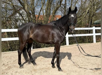 Cavallo sportivo irlandese, Castrone, 6 Anni, 165 cm, Baio scuro