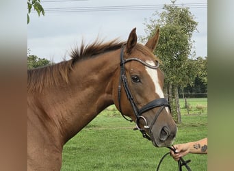 Cavallo sportivo irlandese Mix, Castrone, 6 Anni, 165 cm, Sauro
