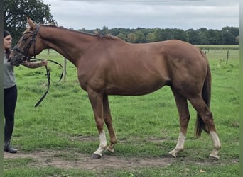 Cavallo sportivo irlandese Mix, Castrone, 6 Anni, 165 cm, Sauro