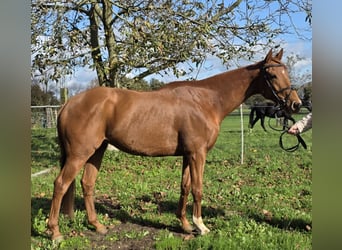 Cavallo sportivo irlandese Mix, Castrone, 6 Anni, 165 cm, Sauro