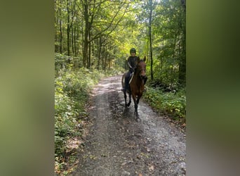 Cavallo sportivo irlandese, Castrone, 6 Anni, 166 cm, Baio