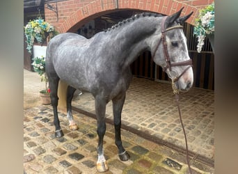 Cavallo sportivo irlandese, Castrone, 6 Anni, 166 cm, Grigio