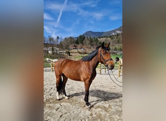Cavallo sportivo irlandese, Castrone, 6 Anni, 167 cm, Baio
