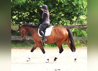 Cavallo sportivo irlandese Mix, Castrone, 6 Anni, 168 cm, Baio scuro