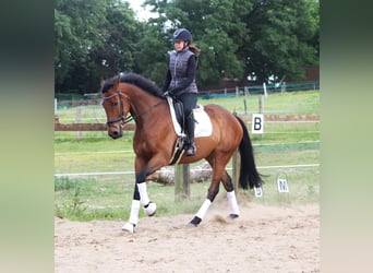 Cavallo sportivo irlandese Mix, Castrone, 6 Anni, 168 cm, Baio scuro