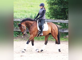 Cavallo sportivo irlandese Mix, Castrone, 6 Anni, 168 cm, Baio scuro