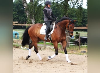 Cavallo sportivo irlandese Mix, Castrone, 6 Anni, 168 cm, Baio scuro