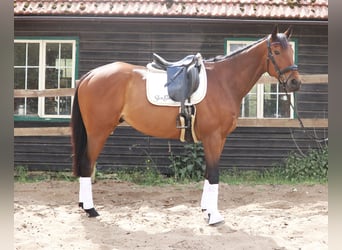 Cavallo sportivo irlandese Mix, Castrone, 6 Anni, 168 cm, Baio scuro
