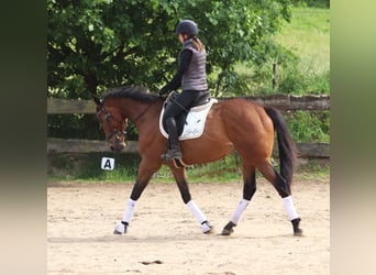 Cavallo sportivo irlandese Mix, Castrone, 6 Anni, 168 cm, Baio scuro