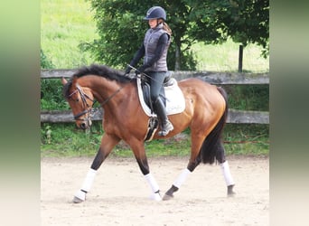 Cavallo sportivo irlandese Mix, Castrone, 6 Anni, 168 cm, Baio scuro