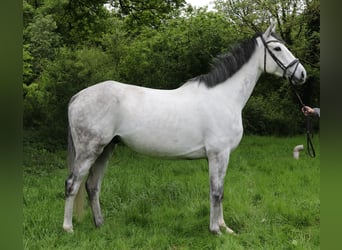 Cavallo sportivo irlandese, Castrone, 6 Anni, 168 cm, Grigio pezzato