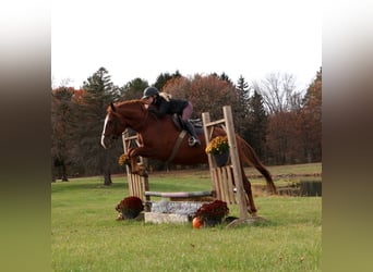 Cavallo sportivo irlandese, Castrone, 6 Anni, 168 cm, Sauro scuro