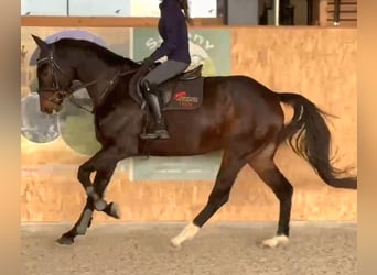 Cavallo sportivo irlandese, Castrone, 6 Anni, 169 cm, Baio scuro