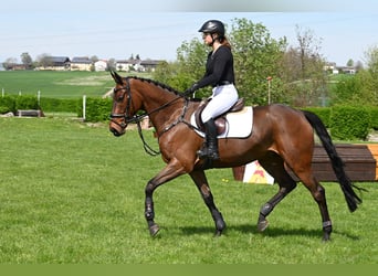 Cavallo sportivo irlandese, Castrone, 6 Anni, 170 cm, Baio