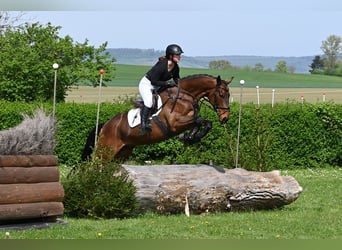 Cavallo sportivo irlandese, Castrone, 6 Anni, 170 cm, Baio