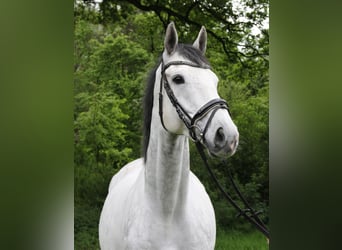 Cavallo sportivo irlandese, Castrone, 6 Anni, 170 cm, Grigio pezzato