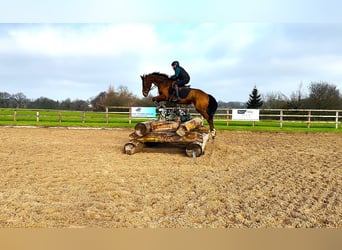 Cavallo sportivo irlandese, Castrone, 6 Anni, 172 cm, Baio ciliegia