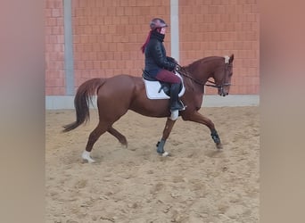 Cavallo sportivo irlandese, Castrone, 6 Anni, 172 cm, Sauro