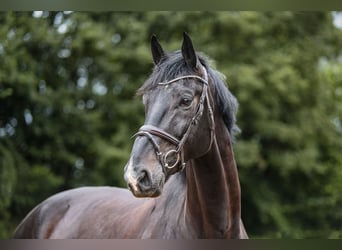 Cavallo sportivo irlandese, Castrone, 6 Anni, 174 cm, Morello