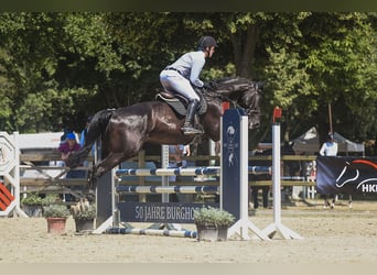 Cavallo sportivo irlandese, Castrone, 6 Anni, 174 cm, Morello