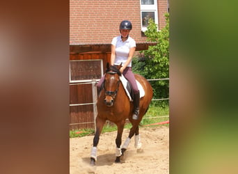 Cavallo sportivo irlandese, Castrone, 6 Anni, Baio