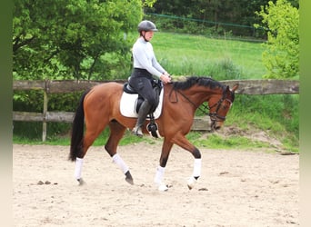 Cavallo sportivo irlandese Mix, Castrone, 6 Anni, Baio