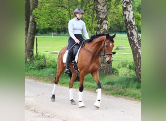 Cavallo sportivo irlandese Mix, Castrone, 6 Anni, Baio