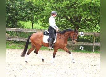 Cavallo sportivo irlandese Mix, Castrone, 6 Anni, Baio