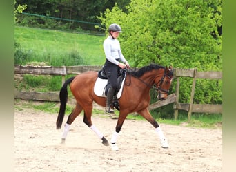 Cavallo sportivo irlandese Mix, Castrone, 6 Anni, Baio