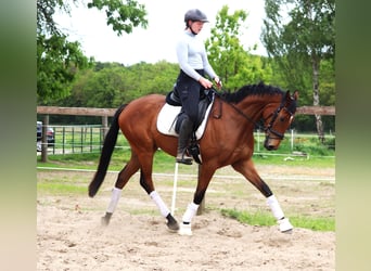 Cavallo sportivo irlandese Mix, Castrone, 6 Anni, Baio