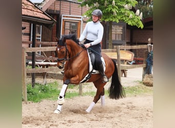 Cavallo sportivo irlandese Mix, Castrone, 6 Anni, Baio
